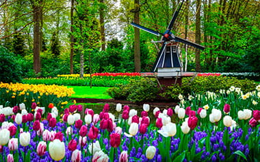 Famous Keukenhof Gardens with colourful fresh tulips
